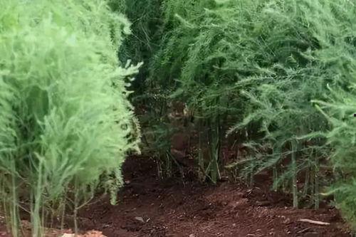 芦笋施肥视频,科学施肥，助力丰收