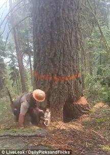 伐木视频,震撼人心的森林作业全记录