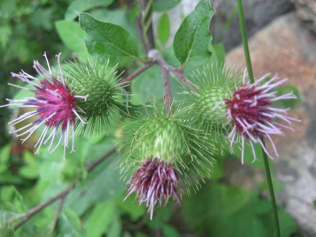 牛蒡种植视频,从播种到收获的实用指南
