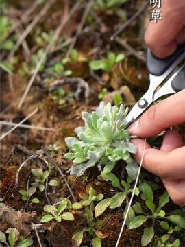 食苍草视频,探寻自然界的绿色宝藏