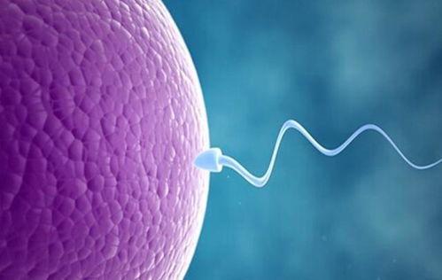 生命孕育过程视频,从受精到诞生的孕育之旅